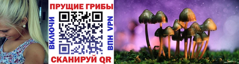 Купить где  Славск  Галлюциногенные грибы Psilocybe 
